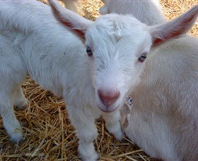 Drysdale Cheeses - Accommodation Ballina 14