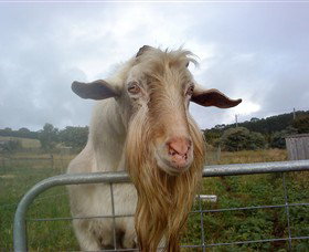 Drysdale Cheeses - Accommodation Ballina 16