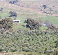 Wymah Organic Olives and Lambs - Accommodation Ballina
