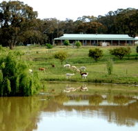 Clearview Alpacas - Accommodation Ballina