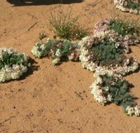 Coorow Wreath Flowers - Accommodation Ballina