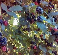 Gunnadoo Berries - Accommodation Ballina