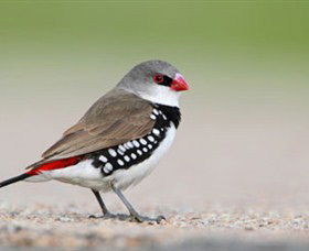 Capertee Valley Bird Trail - Accommodation Ballina 1