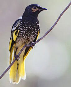 Capertee Valley Bird Trail - Accommodation Ballina 4