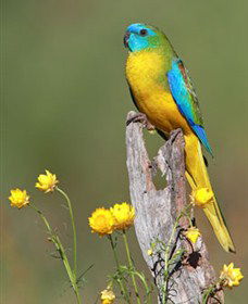 Capertee Valley Bird Trail - Accommodation Ballina 5