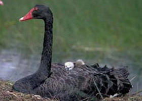  Accommodation Ballina