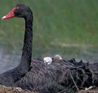 French Island Marine National Park - Accommodation Ballina