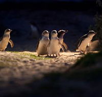 Phillip Island Nature Parks - Accommodation Ballina