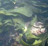 Churchill Island Marine National Park - Accommodation Ballina