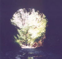 Glow Worm Tunnel - Accommodation Ballina