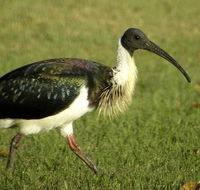 Toowoomba Water Bird Habitat - Accommodation Ballina