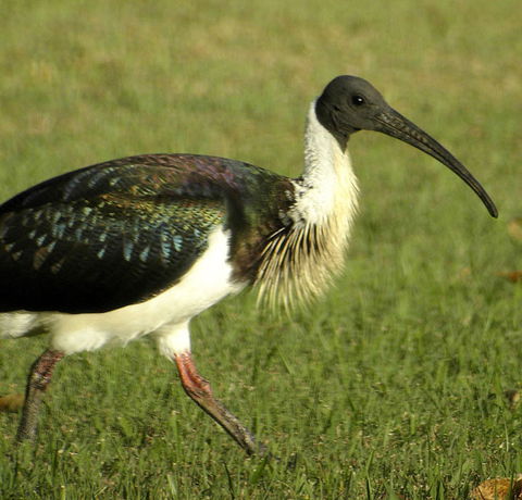 Toowoomba Water Bird Habitat - Accommodation Ballina 0