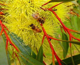 Ungulla Country Garden - Accommodation Ballina 6