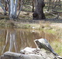 Mulligans Flat - Accommodation Ballina