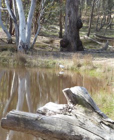 Mulligans Flat - Accommodation Ballina 0