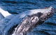 Sydney Eco Whale Watching - thumb 0