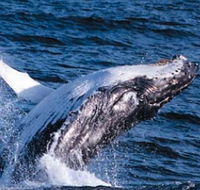 Sydney Eco Whale Watching - Accommodation Ballina