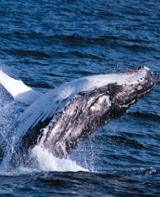 Sydney Eco Whale Watching - Accommodation Ballina 0