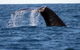 Sydney Eco Whale Watching - thumb 1