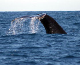 Sydney Eco Whale Watching - Accommodation Ballina 1
