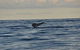 Sydney Eco Whale Watching - thumb 2