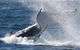 Sydney Eco Whale Watching - thumb 3