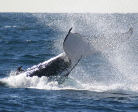 Sydney Eco Whale Watching - Accommodation Ballina 3