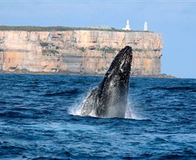 Cloud9 Tours - Accommodation Ballina 4
