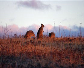 Dingo Tours - Accommodation Ballina 0