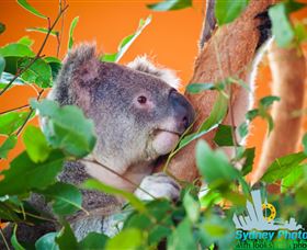 Sydney Photo Tours - Accommodation Ballina 2