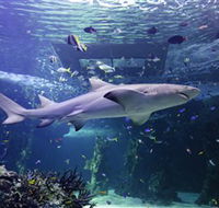 SEA LIFE Sydney Aquarium - Accommodation Ballina