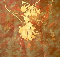 Fellia Melas Gallery - Accommodation Ballina