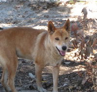 Cohunu Koala Park - Accommodation Ballina