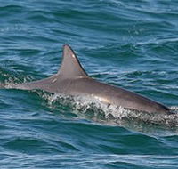 Byron Bay Dolphin Wildlife Tours - Accommodation Ballina
