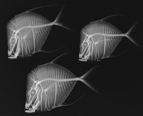 X-Ray Vision: Fish Inside Out - Accommodation Ballina 0