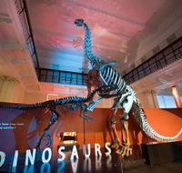 Australian Museum - Accommodation Ballina