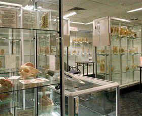 Museum Of Human Disease - Accommodation Ballina 0