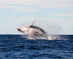 Manly Ocean Adventures - Accommodation Ballina 4