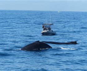 Manly Ocean Adventures - Accommodation Ballina 3