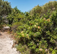 Henry Head walking track - Accommodation Ballina