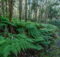 Dalrymple-Hay Nature Reserve - Accommodation Ballina