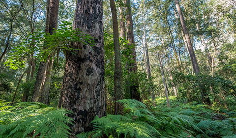 Browns Forest Loop Trail - Accommodation Ballina 1