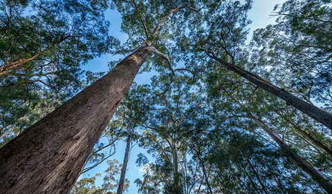 Browns Forest Loop Trail - Accommodation Ballina 2
