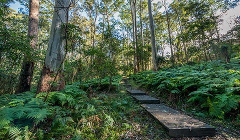 Browns Forest Loop Trail - Accommodation Ballina 3