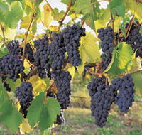 Hills Short Wine and Food Trail - Accommodation Ballina