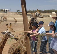 Monarto Open Range Zoo - Accommodation Ballina