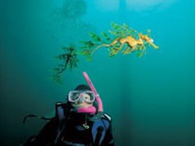 Rapid Bay Beach - Accommodation Ballina 1