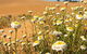 Perry Sandhills - thumb 1