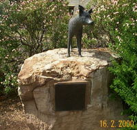 Dingo Statue - Accommodation Ballina
