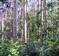 Cathu State Forest - Accommodation Ballina